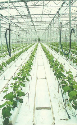 Indoor Hydroponic stonewool Cubes With Hole ,100mm stonewool Starter Cube