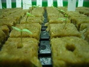 Planting Hydroponic stonewool Grow Cubes 60kg /m3 50mm - 100mm Thickness